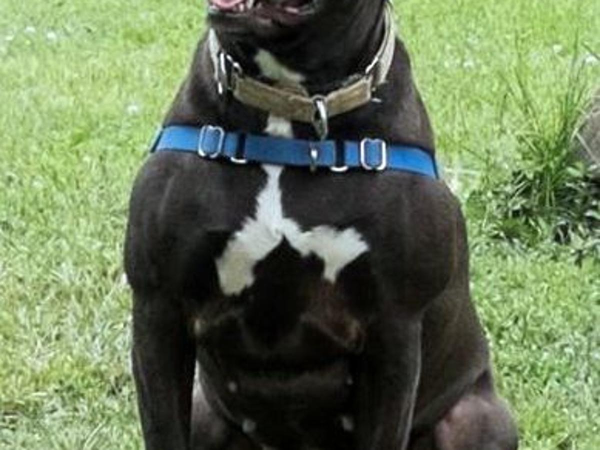 finger lakes spca pit bull lab mix kit