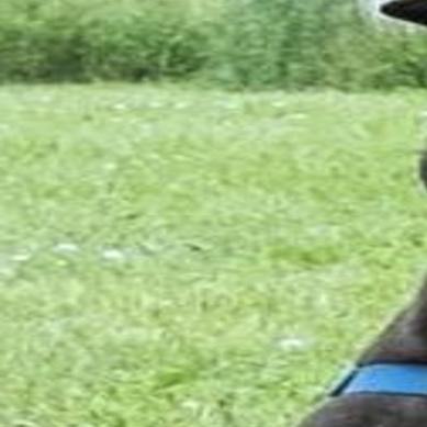 finger lakes spca pit bull lab mix kit