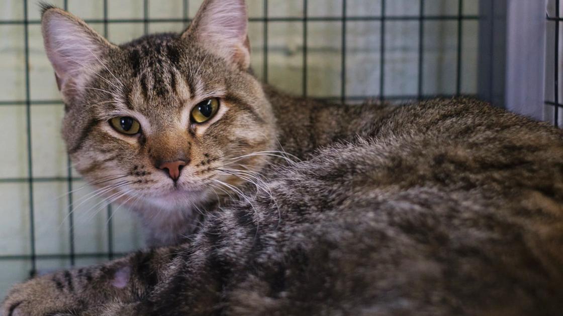 Finger Lakes SPCA: Adopting younger cat Princeton could be a sensible transfer | Existence