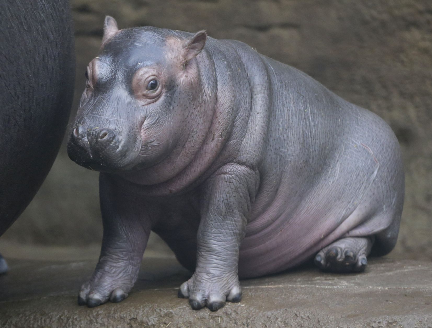 21 Photos Of Baby Hippos To Celebrate National Hippo Day | Lifestyles ...