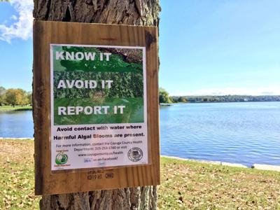 Harmful algal bloom