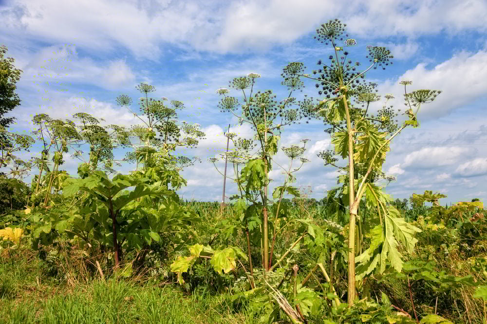 Giant hogweed