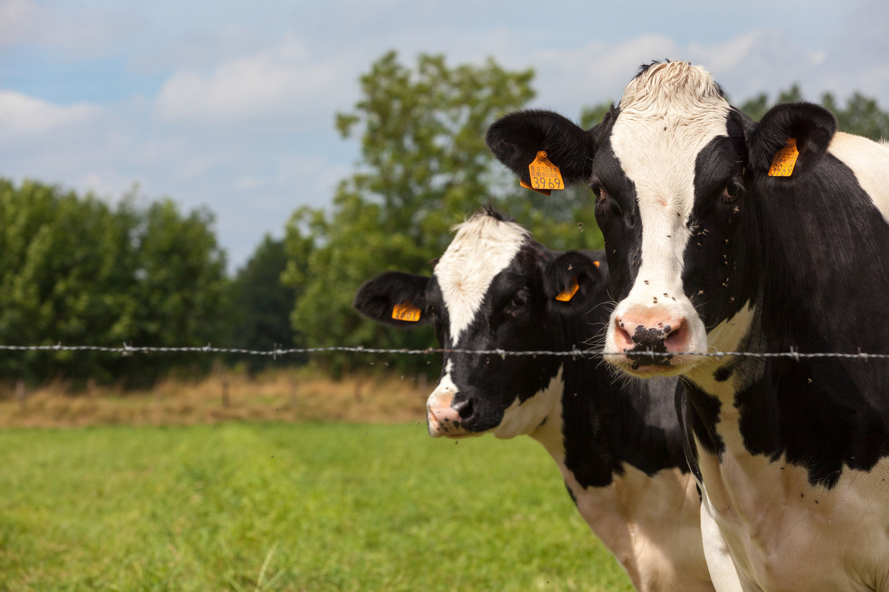 Environmental Groups Sue DEC Over Concentrated Animal Feeding Operation ...