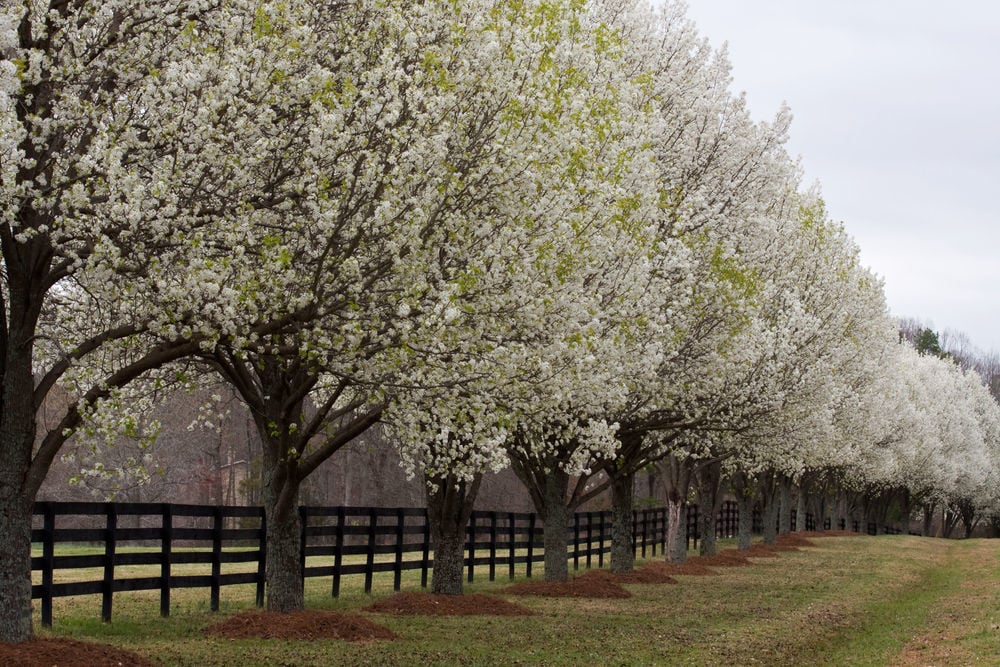 Eco Talk: The perils of the Bradford pear tree | Lifestyles | auburnpub.com