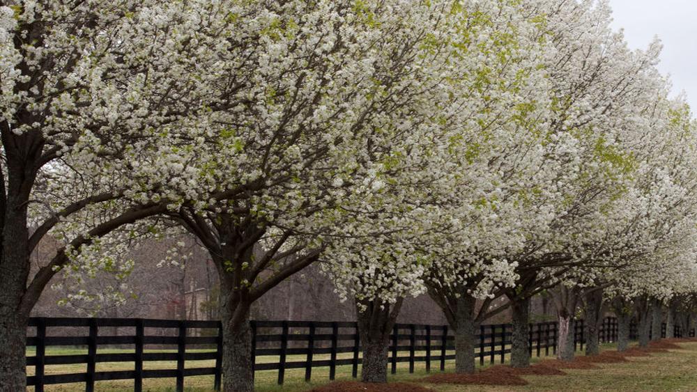Do Bradford Pear Trees Bear Fruit : Bradford Pear A Bloomer Covering The Countryside With Snow White Flowers - 'bradford' pear is a selection of a wild asian pear, pyrus calleryana, that has thorns.