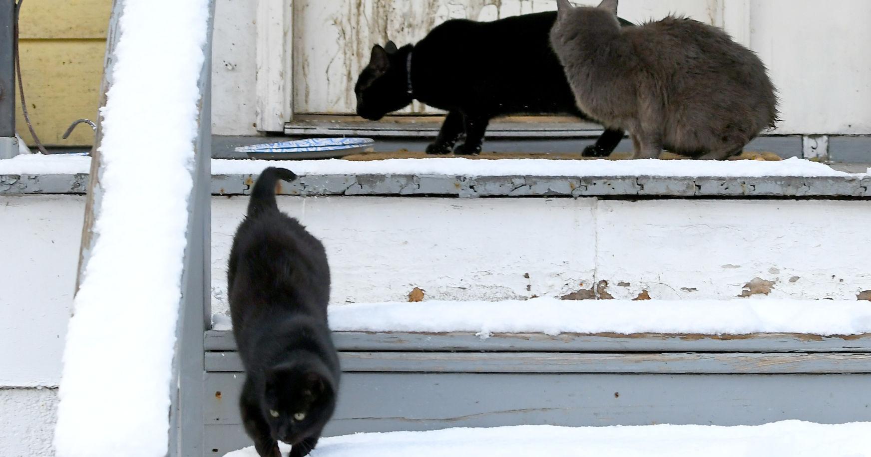 Maurillo: How to help the Auburn group addressing cat overpopulation - Vimarsana News
