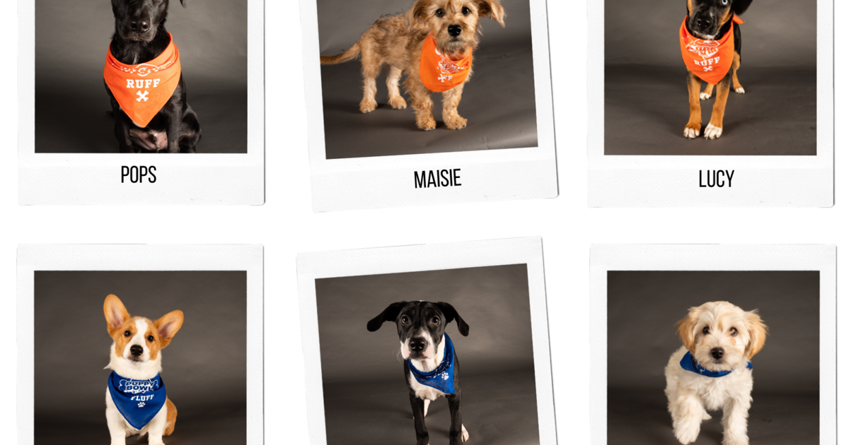 Team Ruff vs Team Fluff: Meet the starting lineup of the 2022 Puppy Bowl