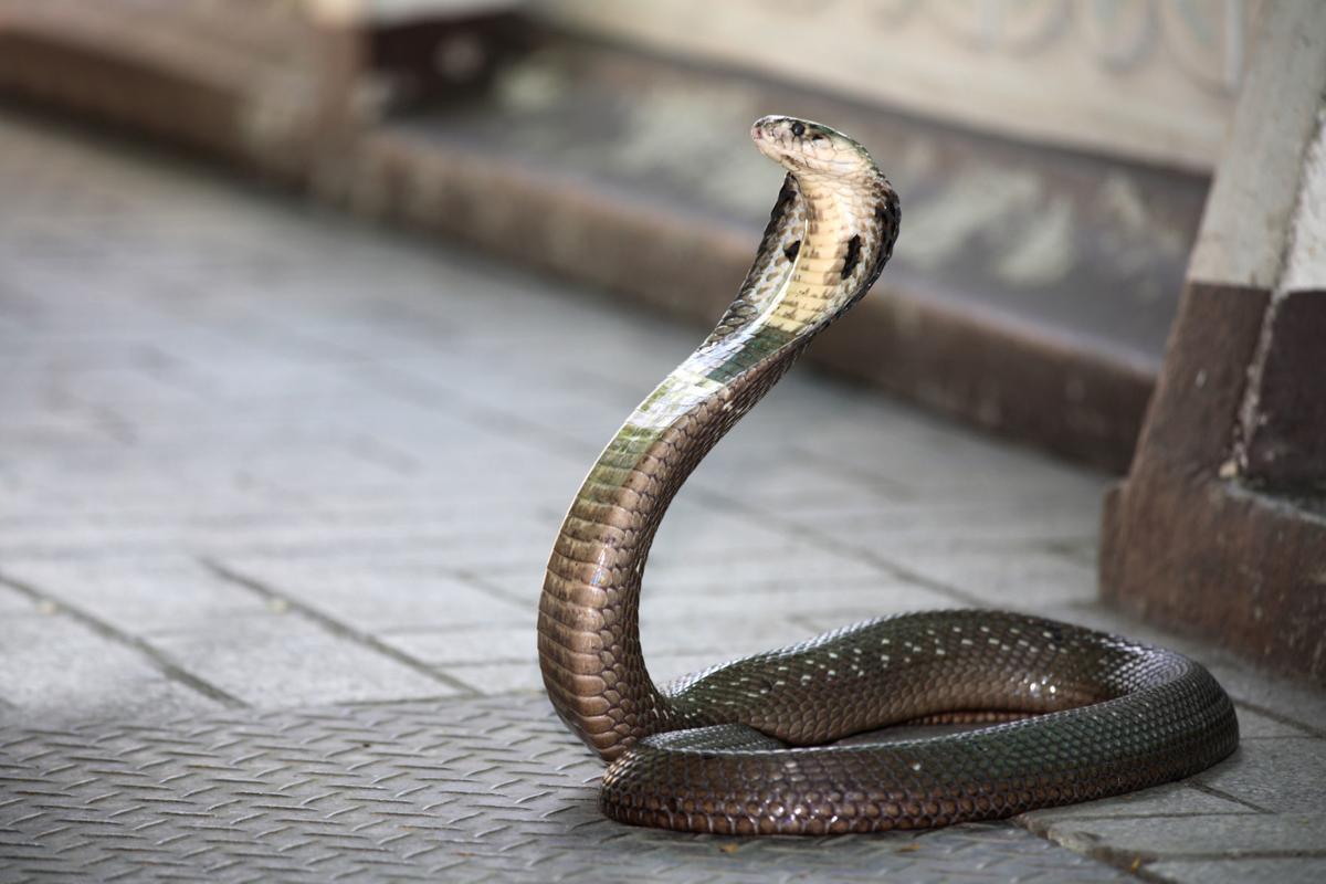 King Cobra Conservancy - Did you know that King cobra's are not