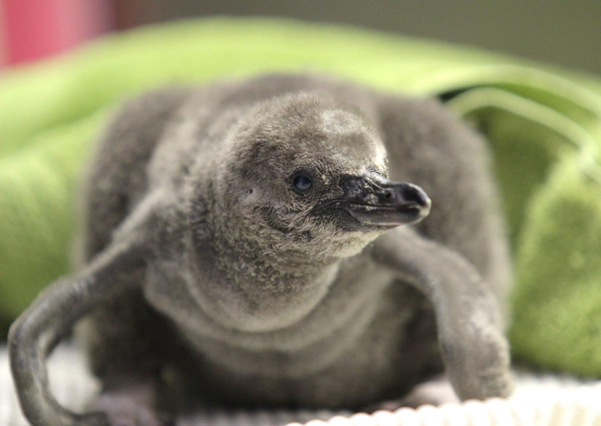 Syracuse Zoo Unveils Humboldt Penguin Chicks Local News Auburnpub Com