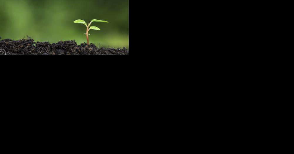 Cosentino: Time to catch up on seeds, more - Vimarsana News