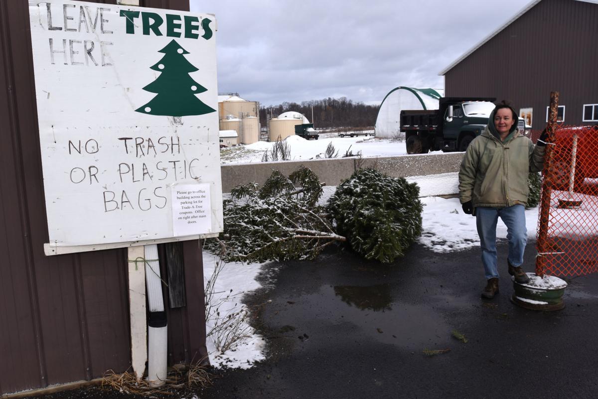 Christmas Trees Afterlives Can Be Eco Friendly With Cayuga