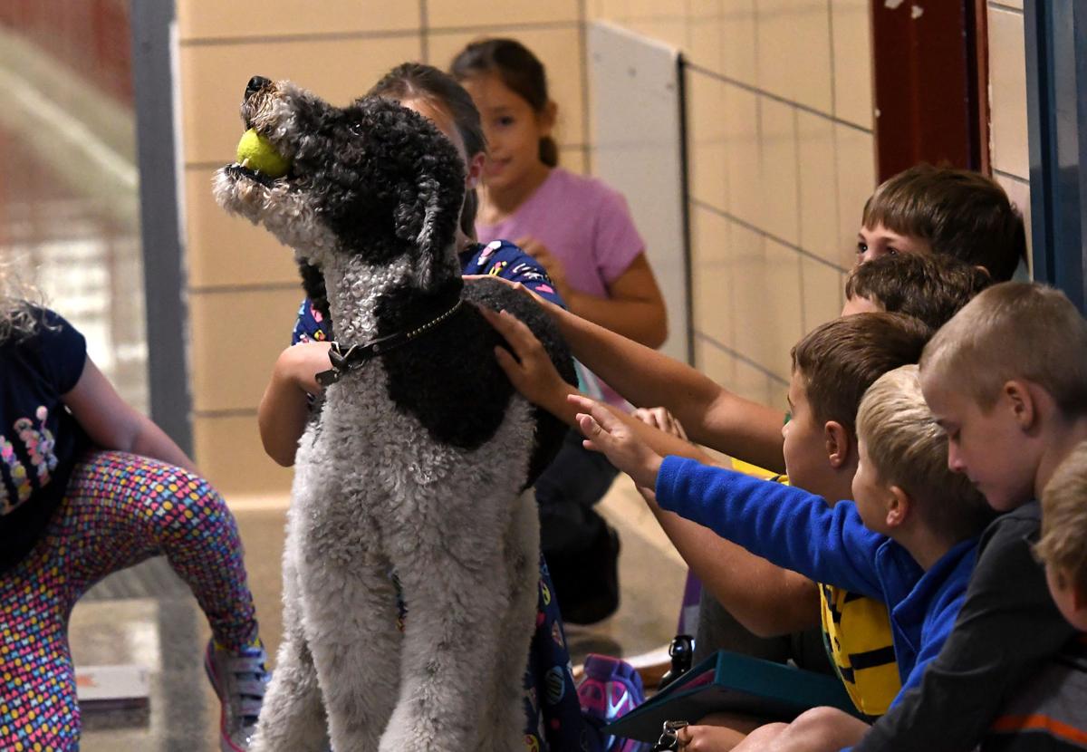 Archer therapy dog 13
