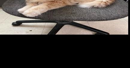 Finger Lakes SPCA: Cat Charles has powers like Xavier - Vimarsana News
