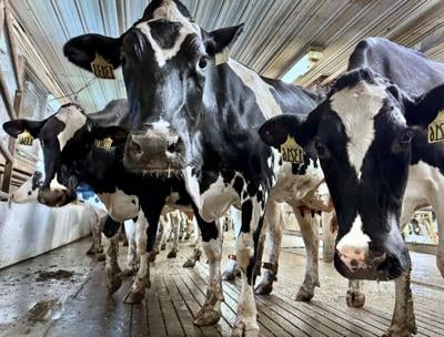 Dairy Farm 1 .JPG