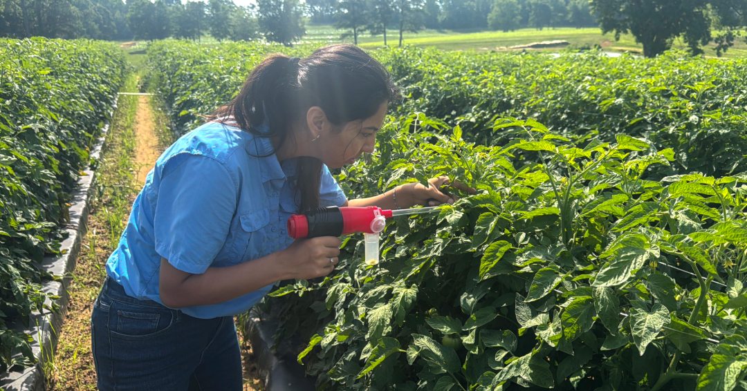 Tiny pest, big problem: Auburn researchers take on tomato virus outbreak