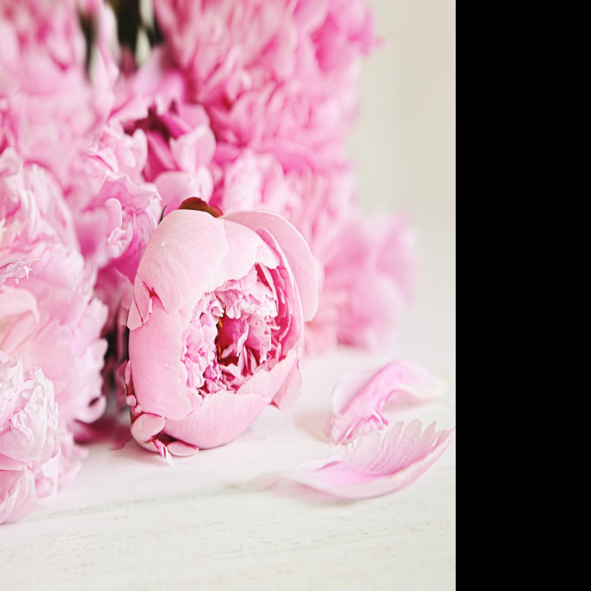 Cosentino Peonies A Showy Lasting Plant Lifestyles Auburnpub Com