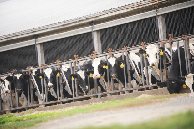 DEC issues new permits for Concentrated Animal Feeding Operations DEC issues new permits for Concentrated Animal Feeding Operations