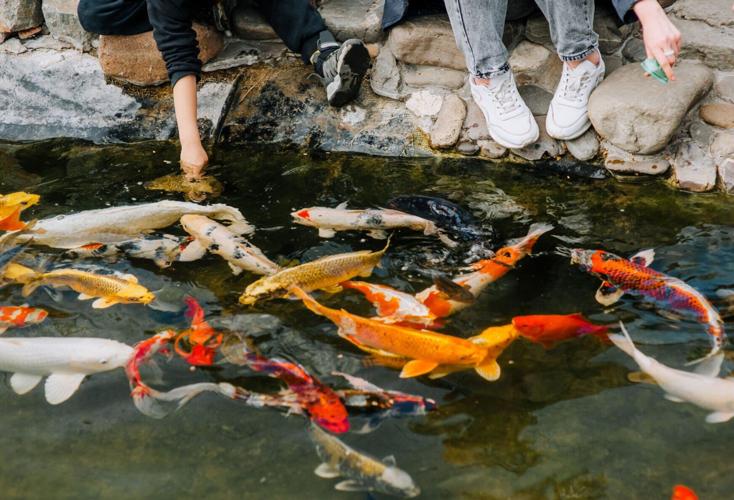 It's very dangerous': Why you shouldn't release your koi fish into local  waters