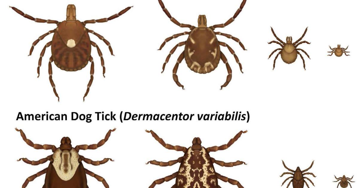 How to prevent Lyme disease and spread of tickborne illnesses
