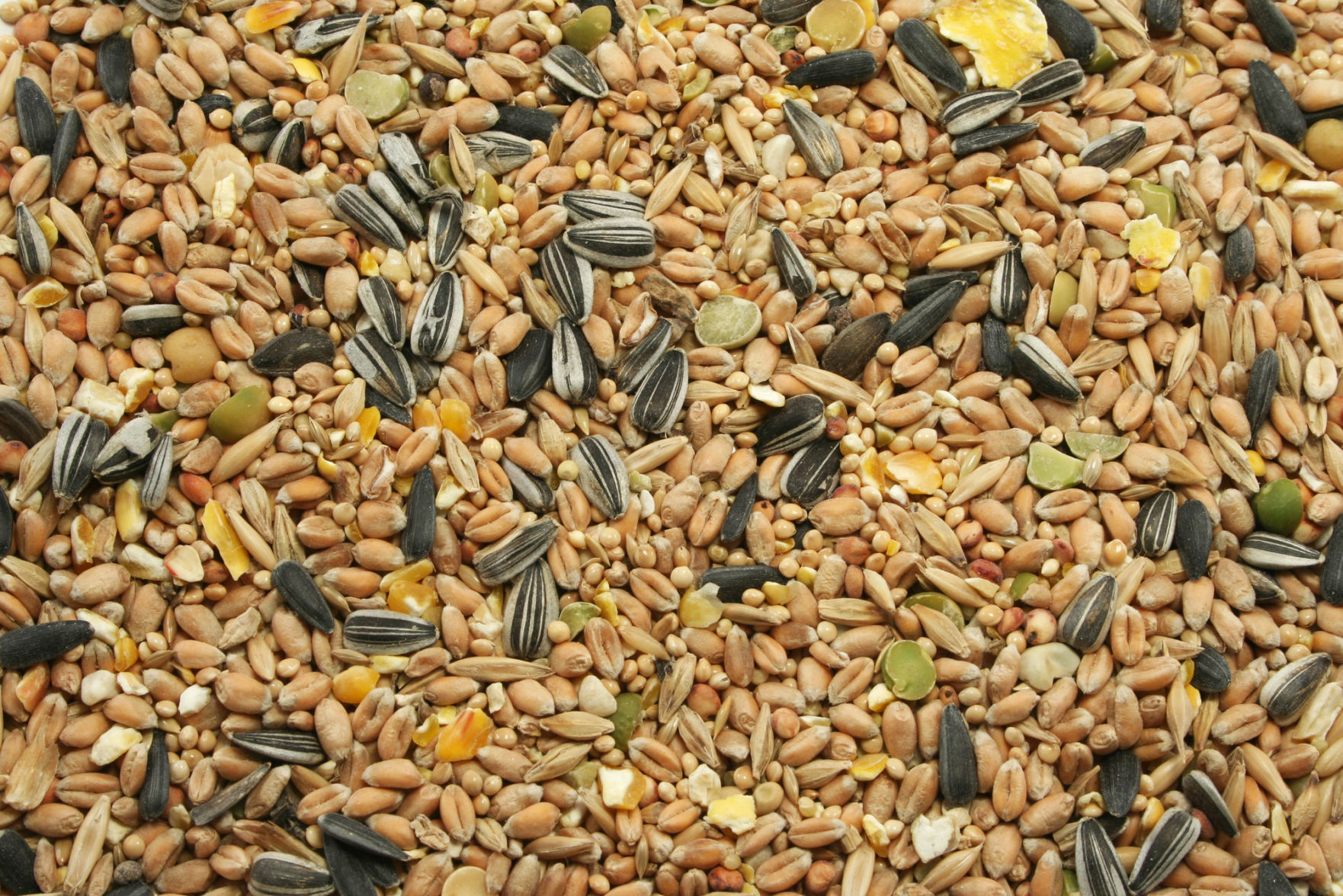 Cosentino: Tips For Picking Bird Seed And Planting Bulbs