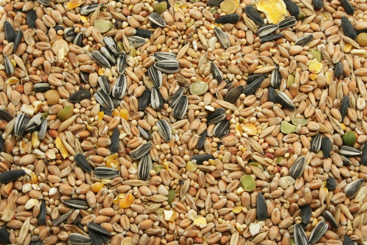 Cosentino Tips for picking bird seed and planting bulbs