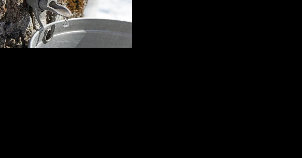 Eco Talk: The basics of making maple syrup - Vimarsana News