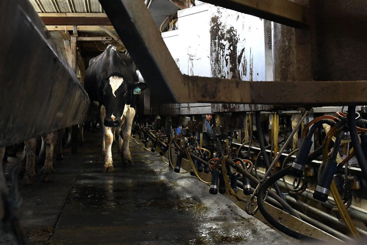 Gallery Allen Farms in Scipio Center Photo Galleries