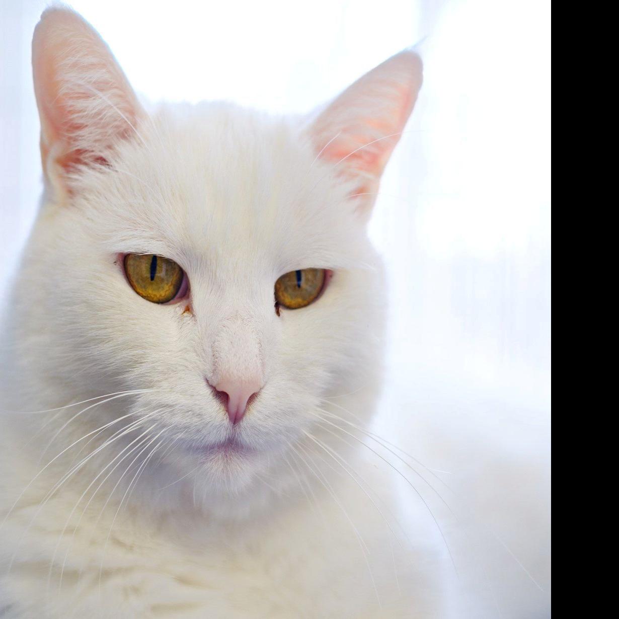 Finger Lakes Spca Senior Cat Snowflake Would Rather Be Inside