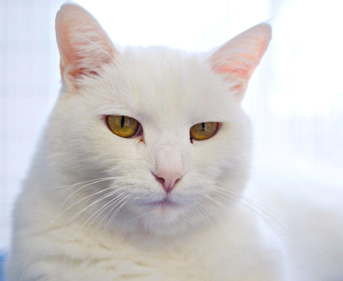 Finger Lakes Spca Senior Cat Snowflake Would Rather Be Inside Lifestyles Auburnpub Com