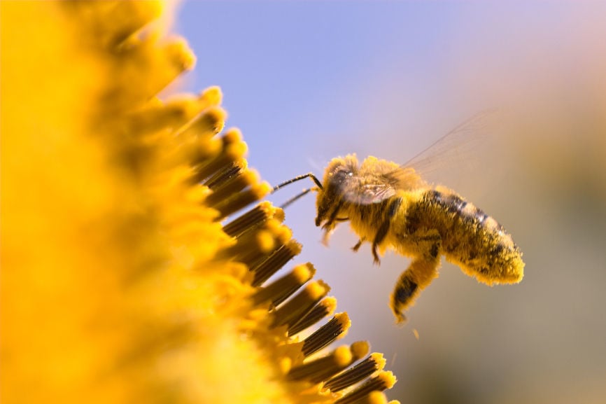 Eco Talk: Protecting Bees And Their Role As Pollinators