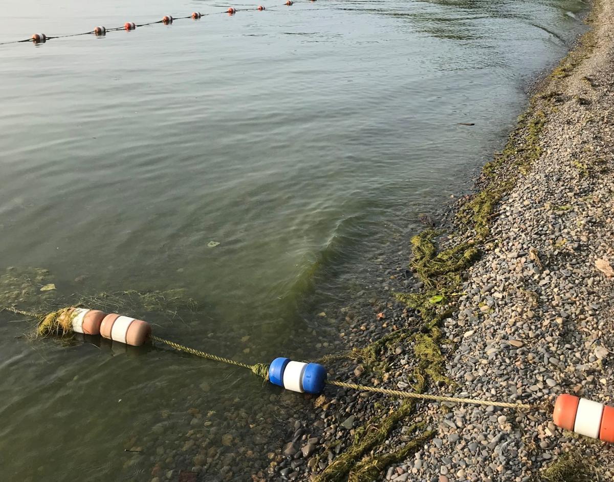 Suspected harmful algae blooms linger on Cayuga Lake