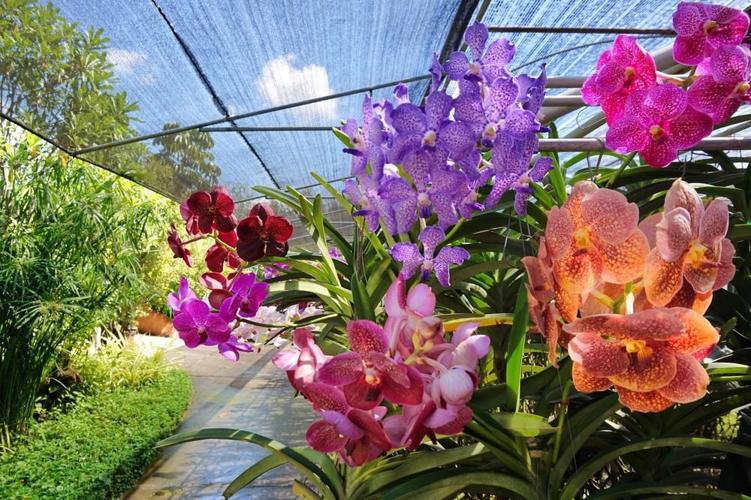 Cosentino: A love affair with orchids
