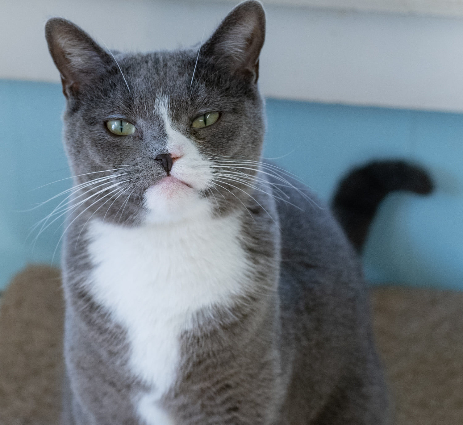 spa for cats near me