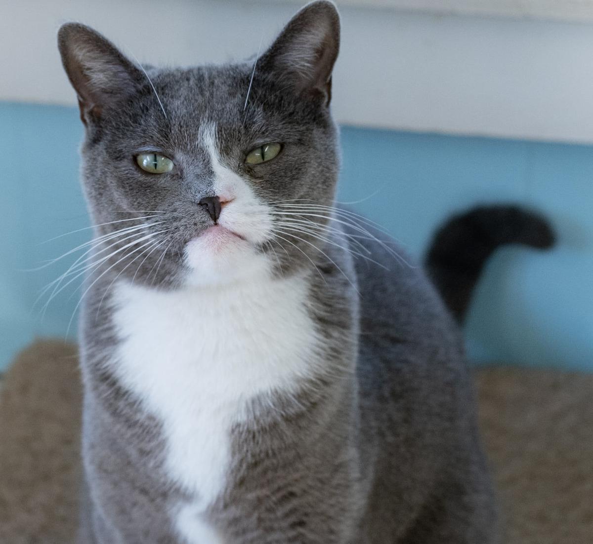 finger lakes spca young cat olive