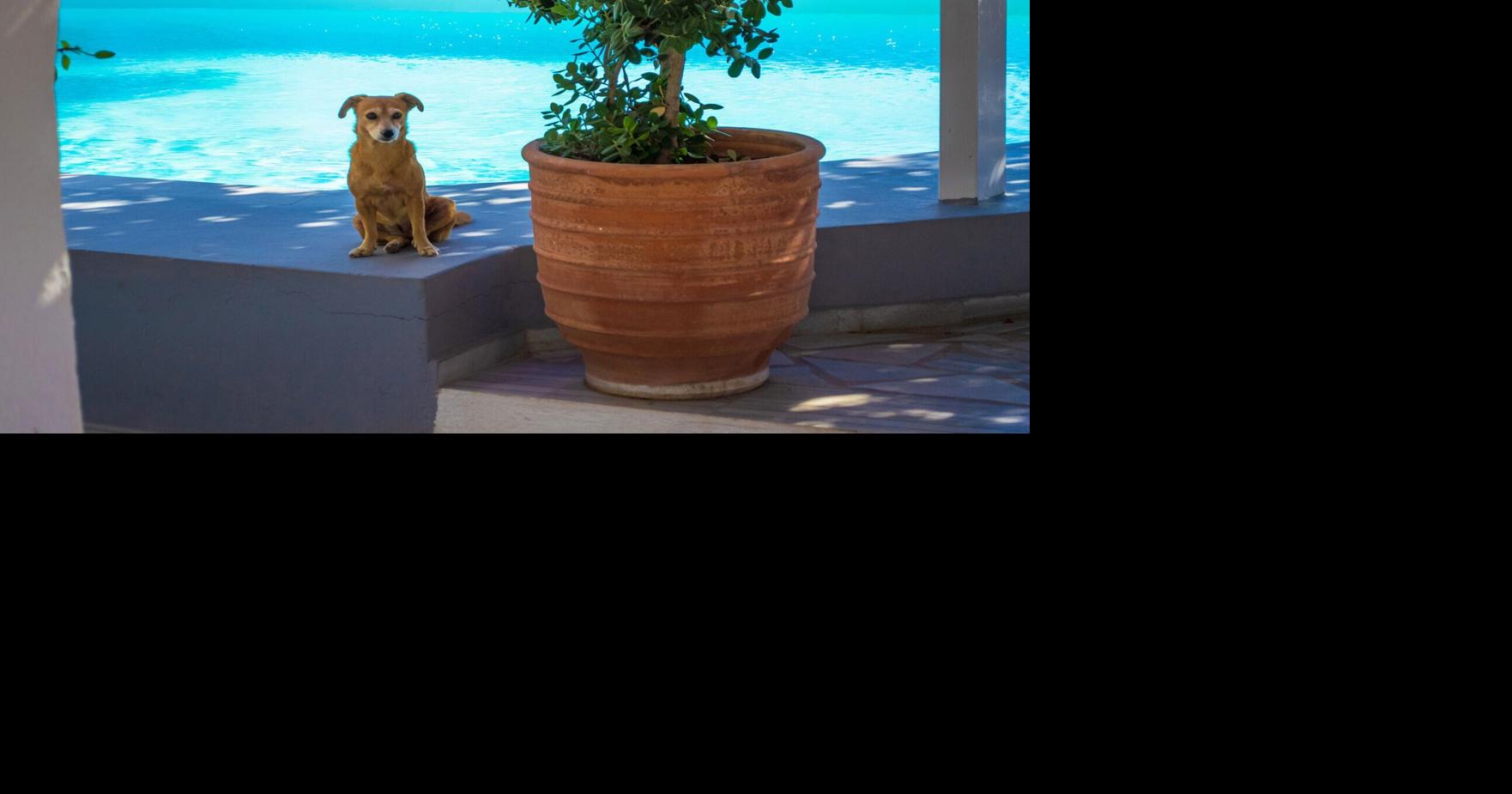 Top 5 petfriendly hotel chains in the US