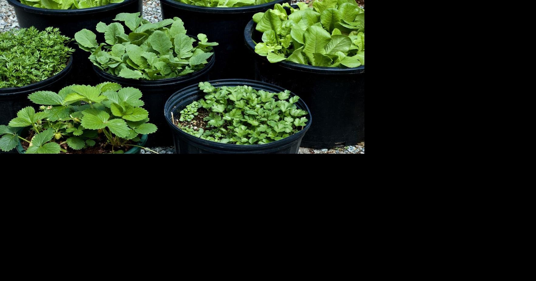 Eco Talk: How to start vegetable plants from seed indoors - Auburn Citizen