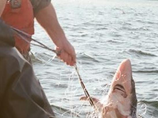 Brewer Look For These Dinosaurs In Cayuga Lake Local Sports Auburnpub Com