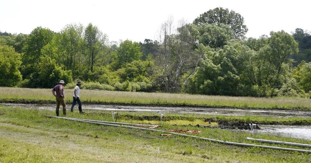 Cornell experiments with rice crops in Freeville - Vimarsana News