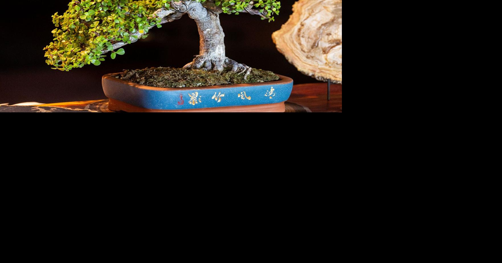 Different lights have different benefits for houseplants