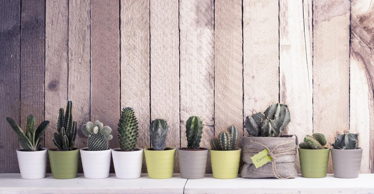 Cactus and succulents collection