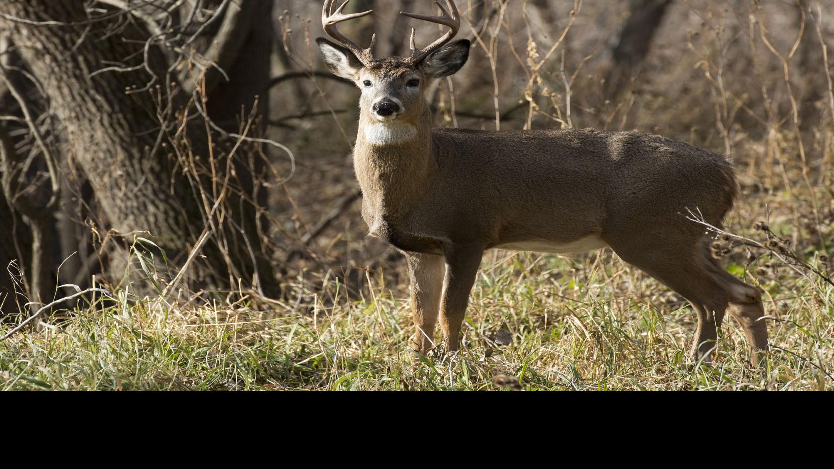 White Tailed Deer In Cayuga County Tests Positive For Rabies Local News Auburnpub Com