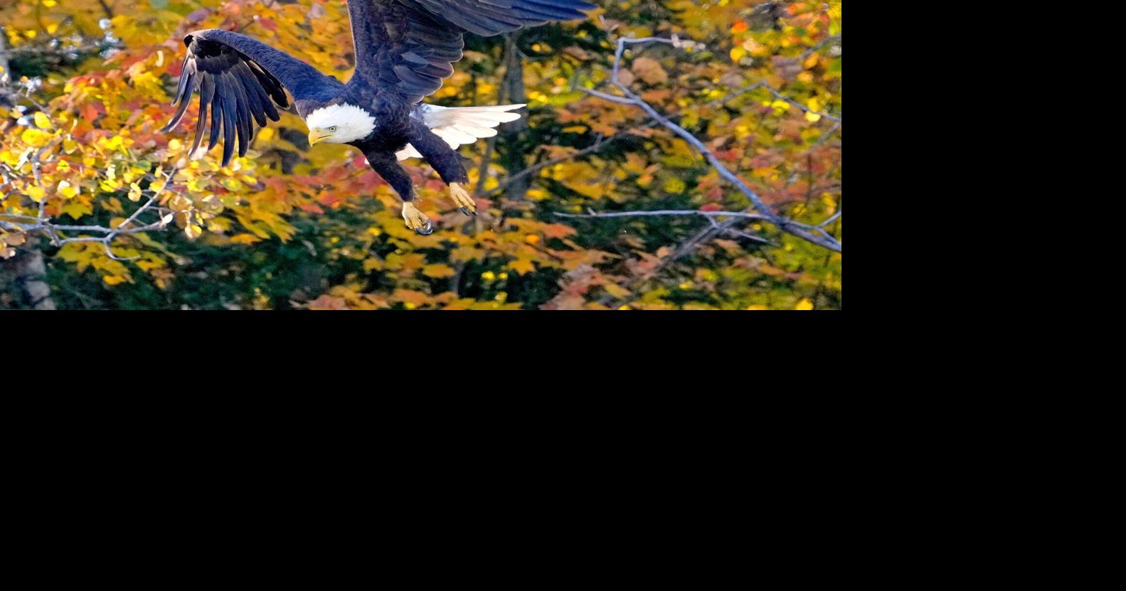 US states sue over changes to wildlife protections