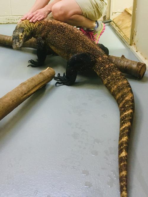 Komodo dragon, world's largest lizard species, comes to ...