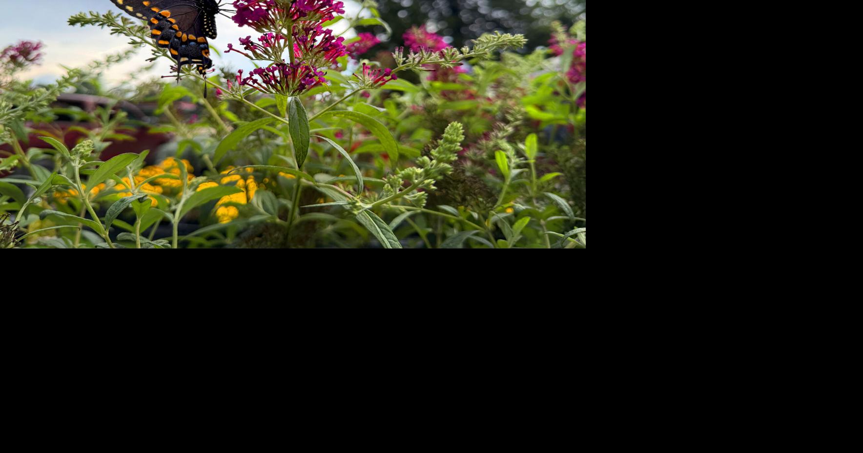 Butterfly Flower.JPG