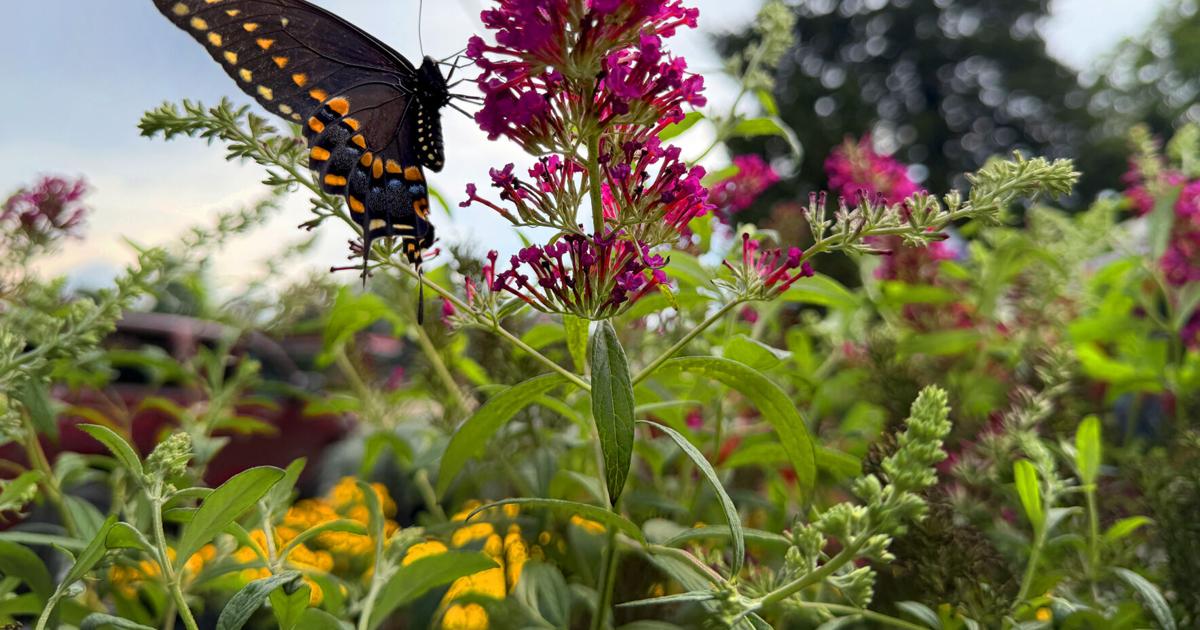 Butterfly Flower.JPG