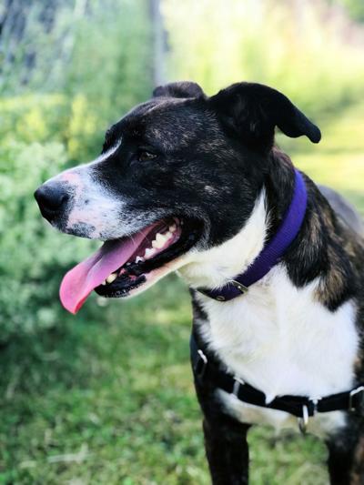 Finger Lakes SPCA: Young dog Woody wants to be king of ...
