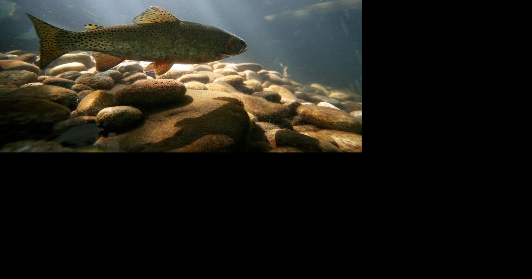 Fly fishing school to take place at Carpenter's Brook