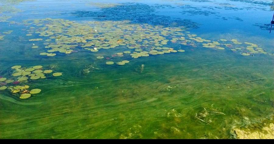 What is blue-green algae, and why is it a problem?