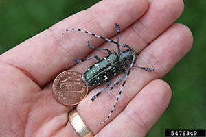 Asian longhorned beetle