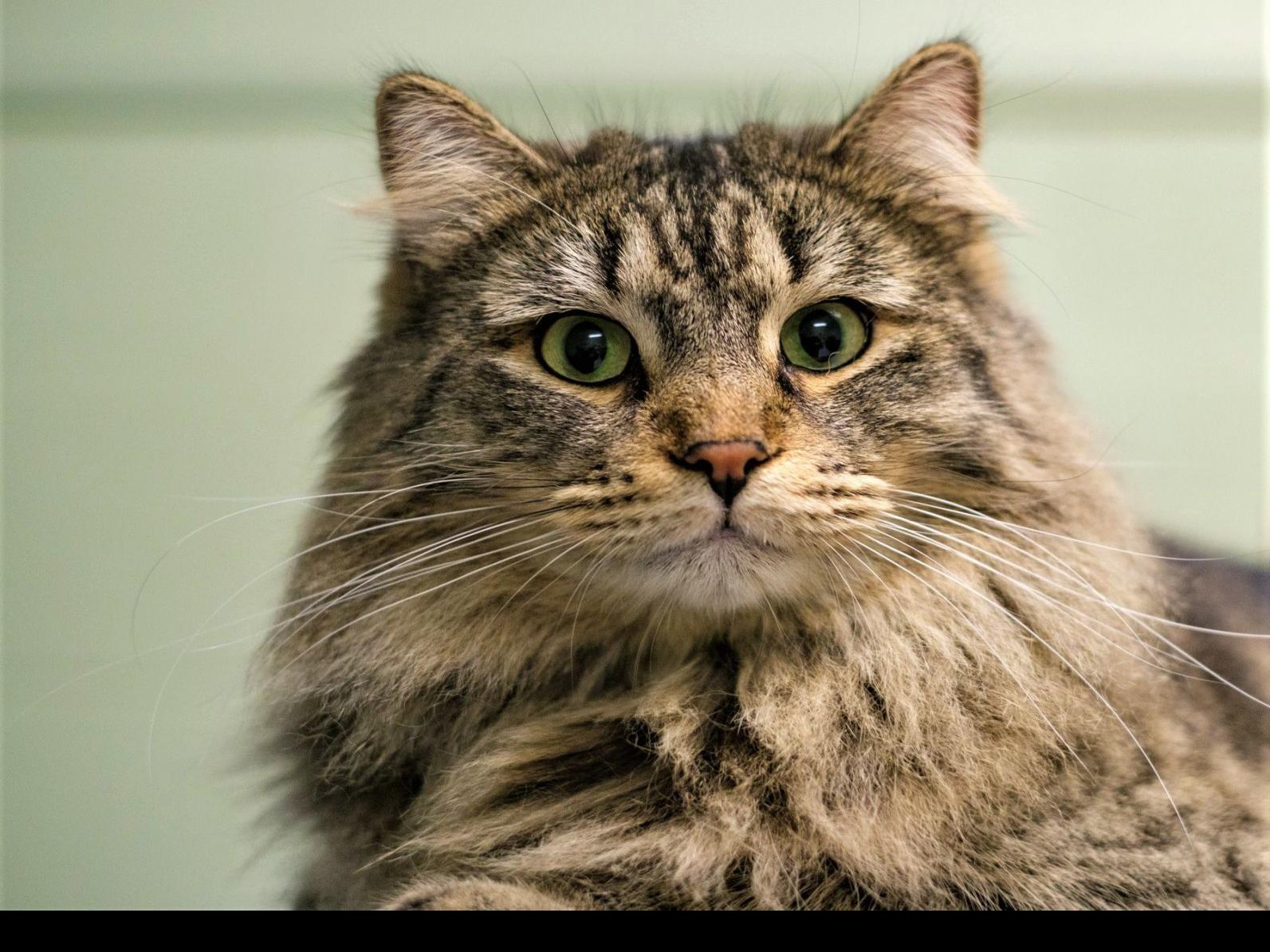 Finger Lakes Spca Young Cat Buster Does Know His Name